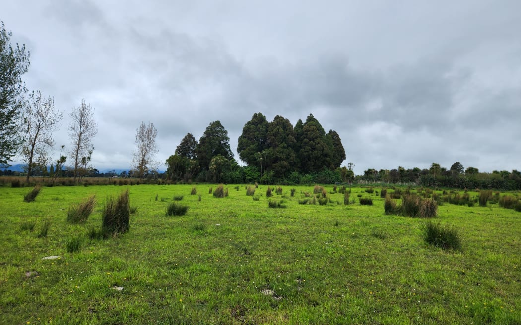 The Kaiwaiwai Dairies' wetland is to the right of a stand of native forest, taking up three quarters of a hectare