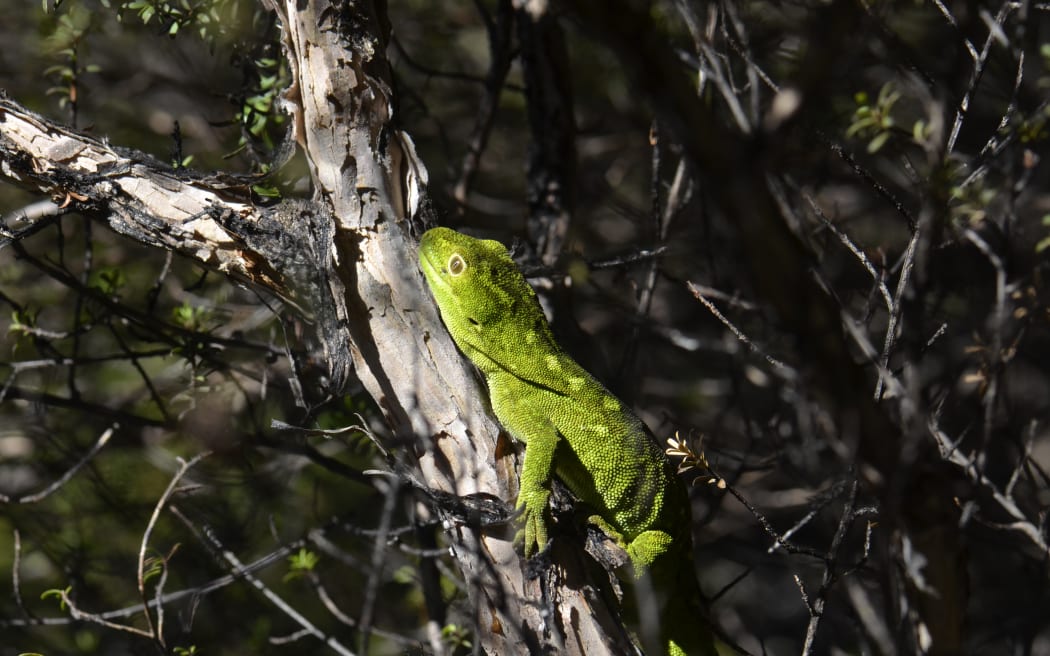 The West Coast green gecko was spotted in May.