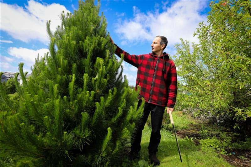 Mike Fuyala of Misa Christmas trees has been running the business for the last 12 years after his grandparents started it in the 1940s.