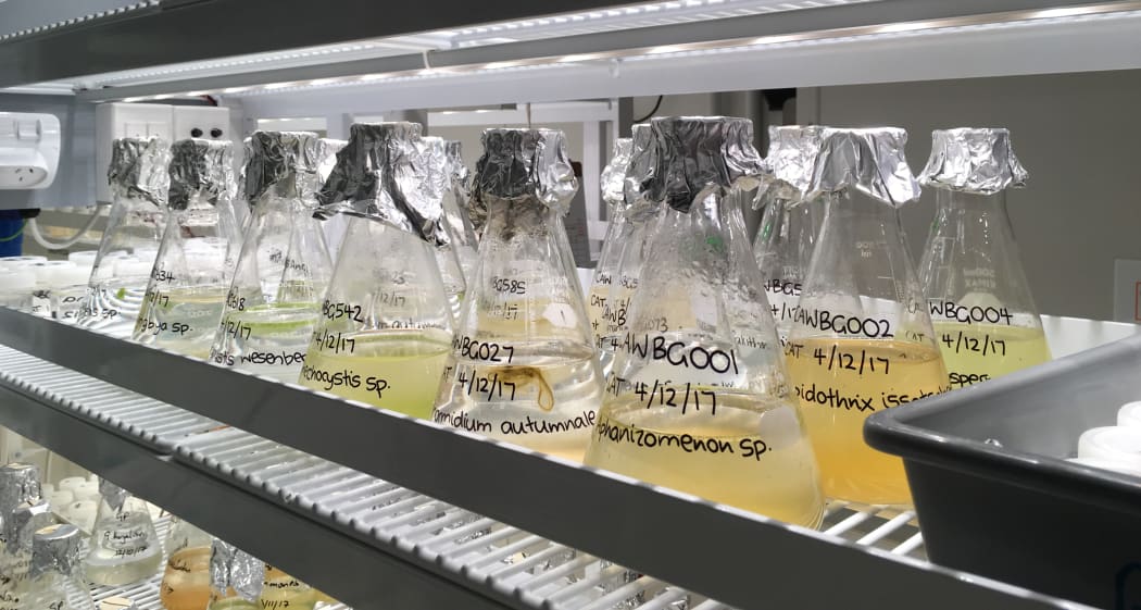 Cyanobacteria cultures at the Cawthron Institute are part of a national collection of microalgae.