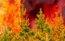 Pine forest engulfed in flames.