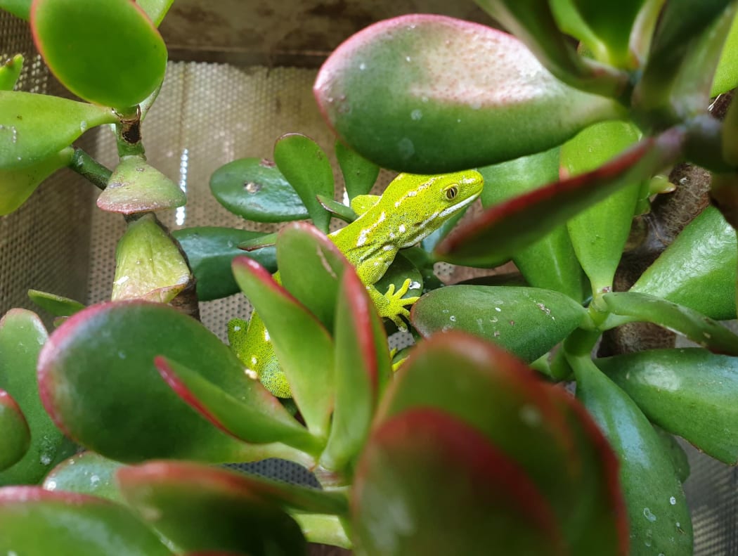 An Auckland Green Gecko during inspection of a permitted holder.