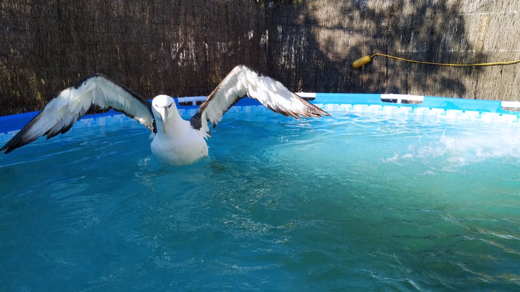 Braveheart the albatross