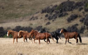 The Kaimanawa horses are mustered annually to keep the herd at a maximum of 300 animals.