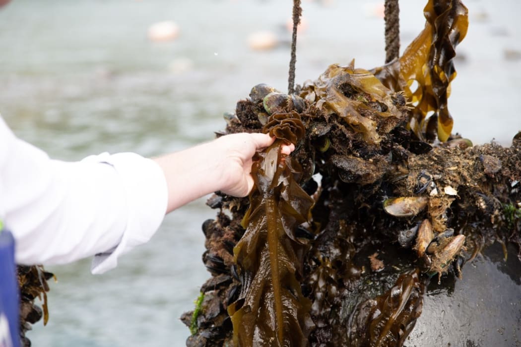 Wakame is a murky brown colour when in the sea, but turns a bright green when blanched.