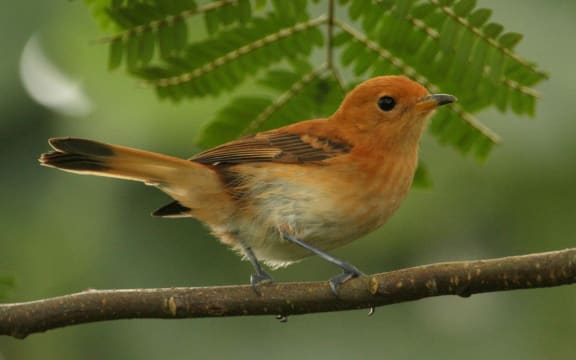 A close up shot of a small bird perched on a twig with leaves behind it. The bird has an orange head and orange and black wings.