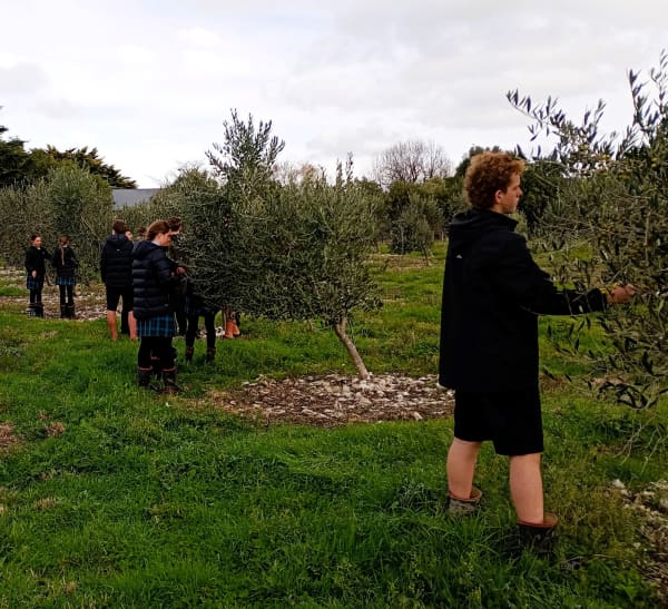 The 372 students studying agriculture at Wairarapa College all help tend to the olive grove and bring in the harvest.