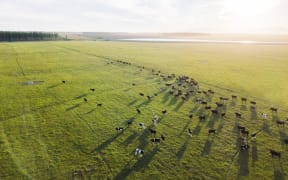Ngāi Tahu Farming’s North Canterbury operation at Te Whenua Hou.