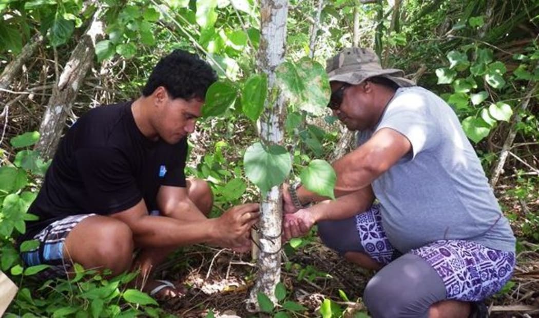 Rat bait is laid out in Tonga.