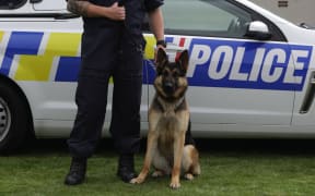 A police dog being held by their handler.