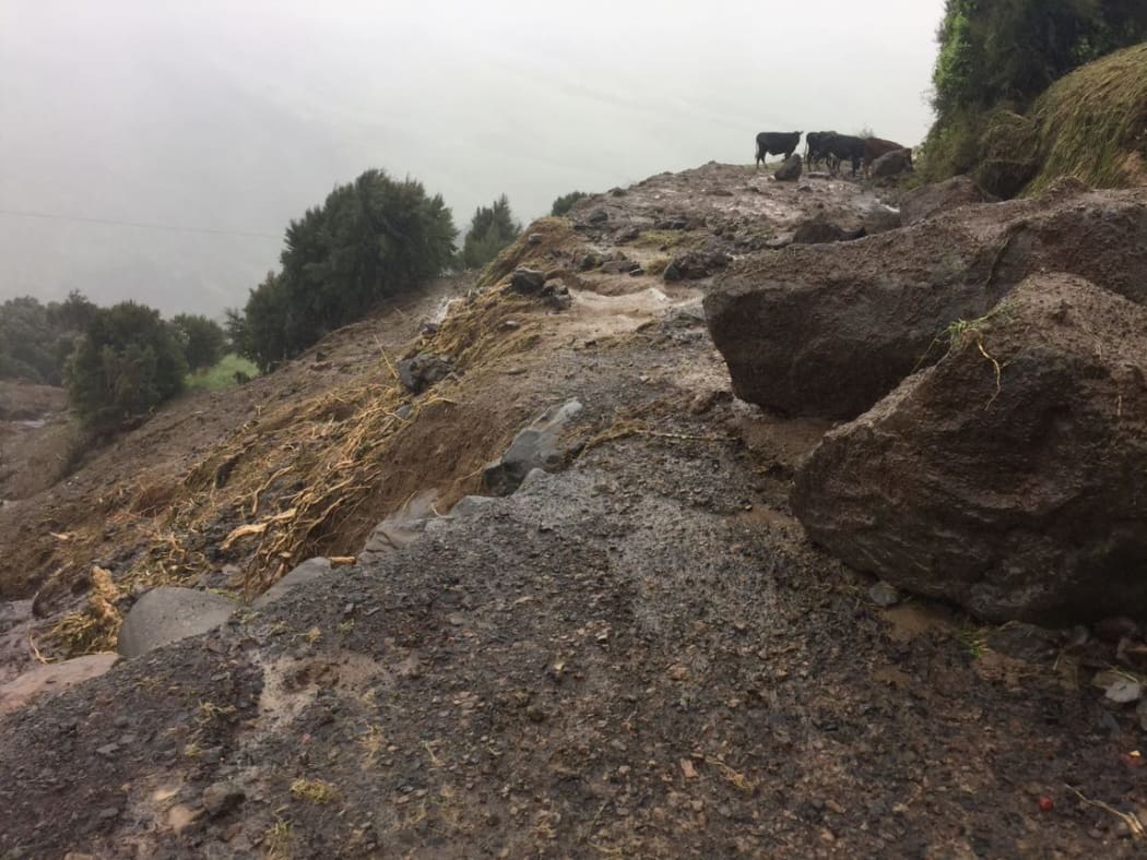 Cattle stuck on the road after storm damage at Goughs Bay in Banks Peninsula in Canterbury.