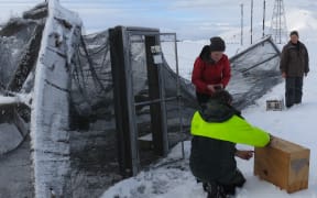 DOC staff rescuuing birds from a collapsed aviary.