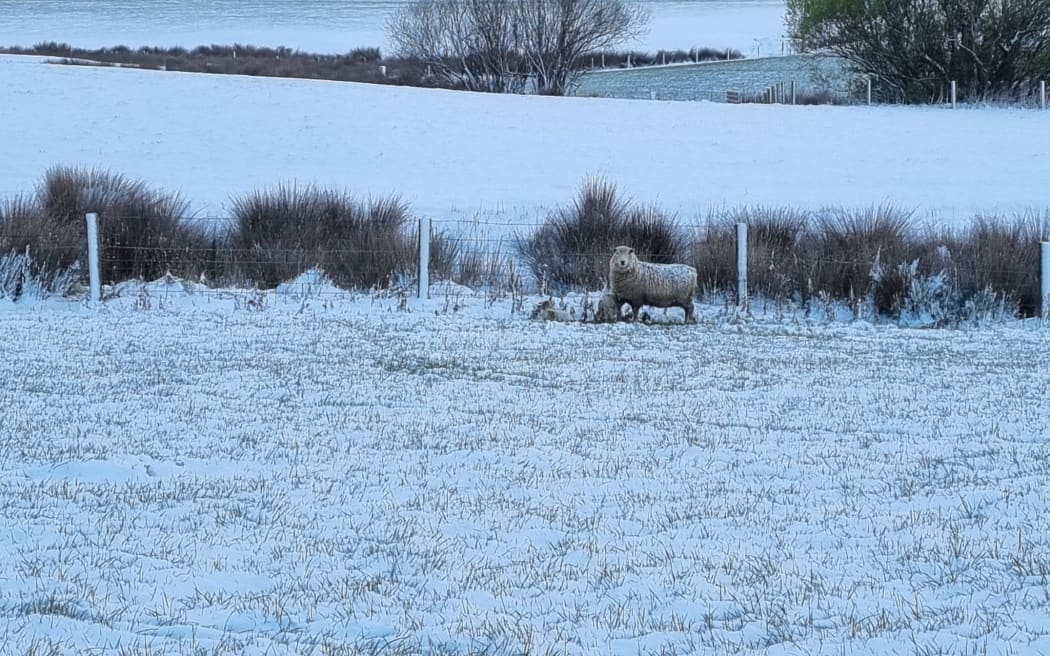 Snow on a farm at Wyndham, Southland, Thursday 6 October 2022.