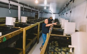 Mike Radon at his pāua farm in the Marlborough Sounds.