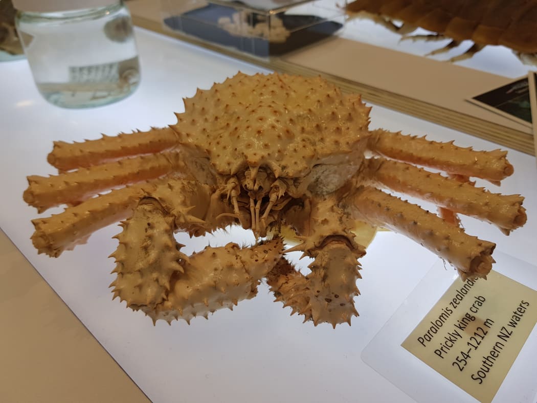 Prickly king crab