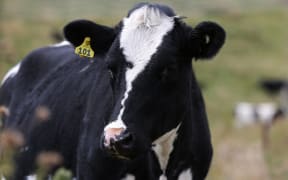 Beef cattle in Rangiwahia, Manawatu.