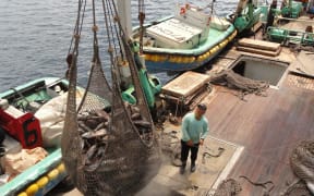 A purse seiner in Majuro Atoll off-loads skipjack tuna to a waiting carrier vessel for transshipment to a cannery.