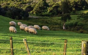 Sheep and cattle are ruminants, and the methanogen microbes in their rumen produce methane as part of the feed fermentation process.