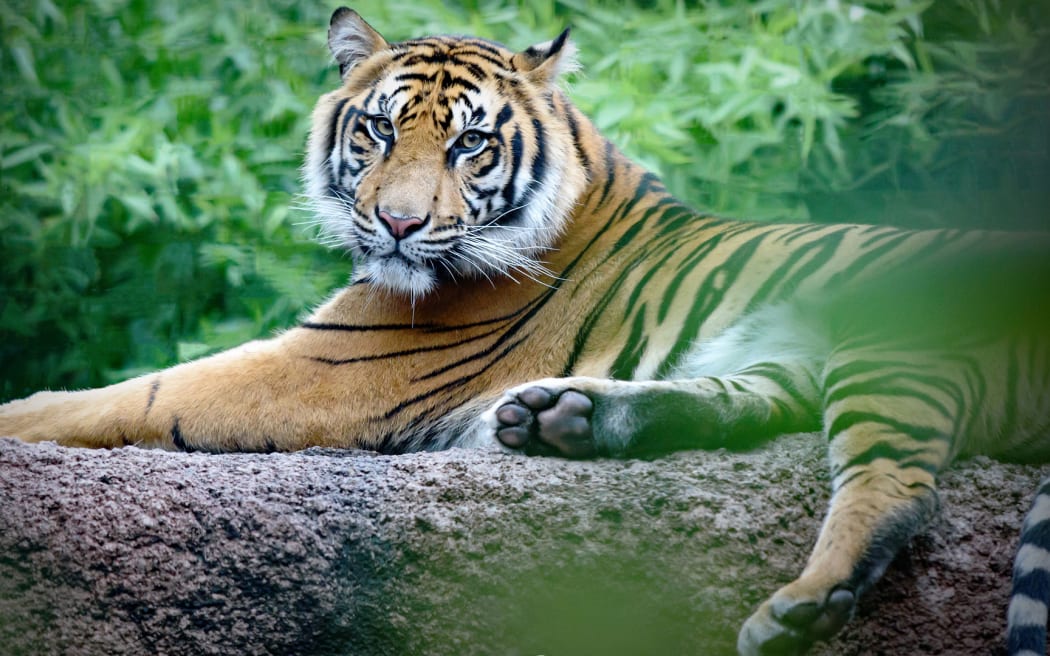Sumatran tiger Zayana at Auckland Zoo.