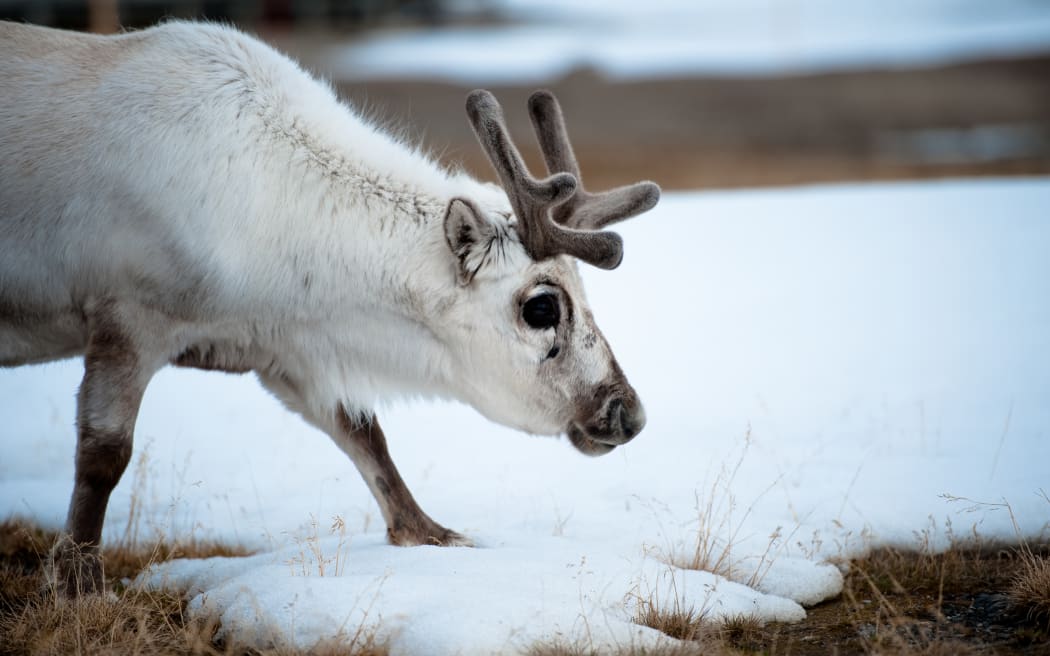 A reindeer on 4 June 2010 in Ny-Alesund in the Svalbard archipelago