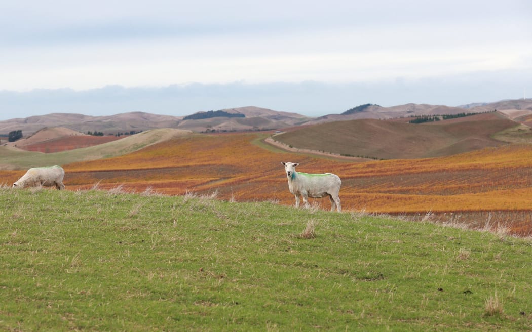 There were six sheep attacks by dogs in the past year, and often “three or four or five” were attacked at once. SUPPLIED: MARLBOROUGH EXPRESS - SINGLE USE ONLY