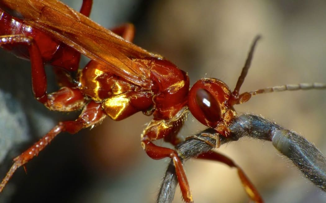 Golden Hunting Wasp