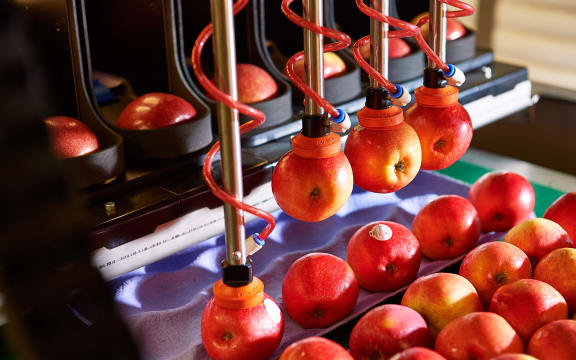 Robotics Plus was commercially releasing robotic apple packers later this month, both here and overseas.