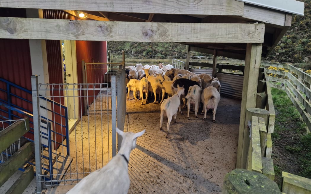 Of the 63 goats on the property, about half are currently in milk and most for the first time.