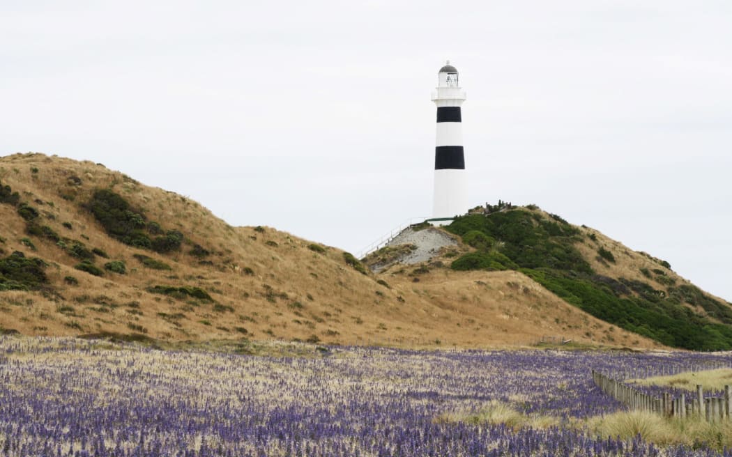 Under the new bylaw, quad bikes and side-by-sides are allowed to Cape Campbell during the day.