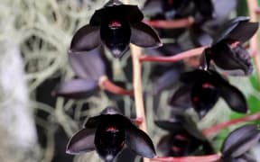 Fred Clarke After Dark black orchid