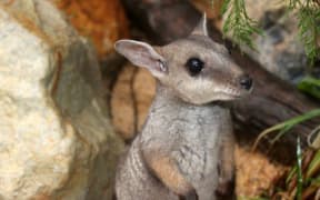 The nabarlek or pygmy rock wallaby is the second smallest wallaby species and is very rare on mainland Australia. This is Norbit, the only narbalek in captivity, at the Territory Wildlife Park.