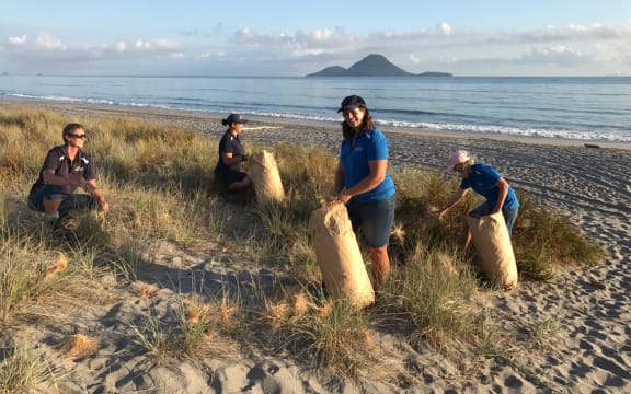The Coastlands Plant nursery team collecting spinifex seed heads at a local Whakatāne beach.