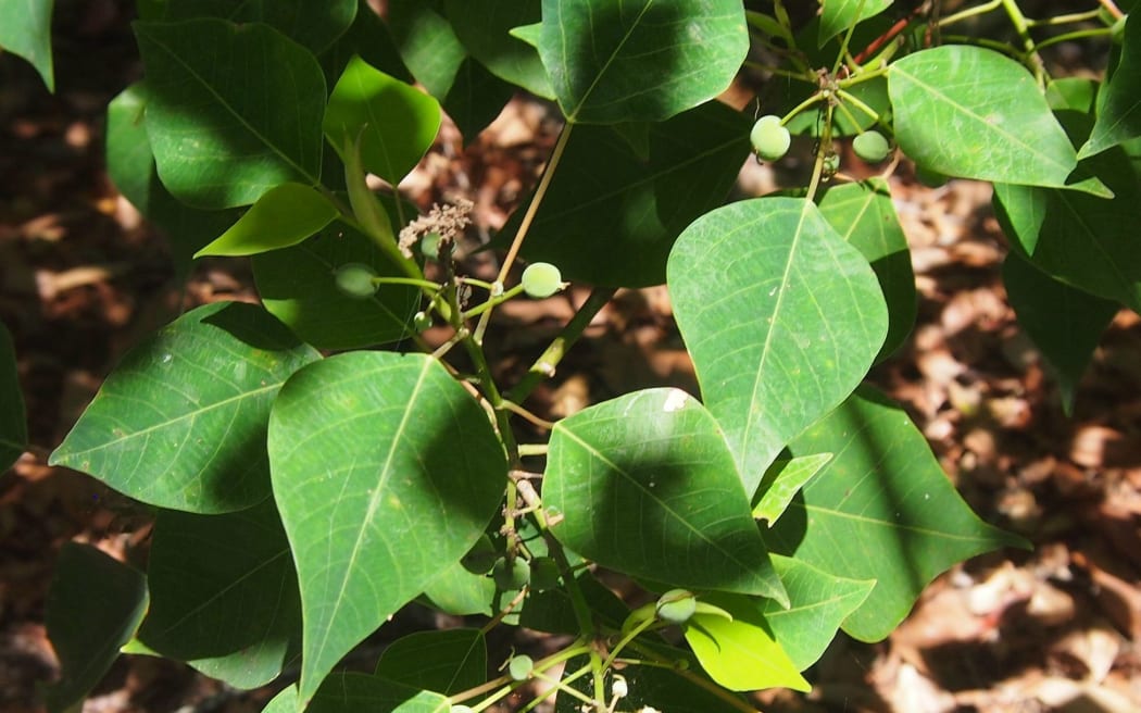 Homalanthus nutans, or Mamala.