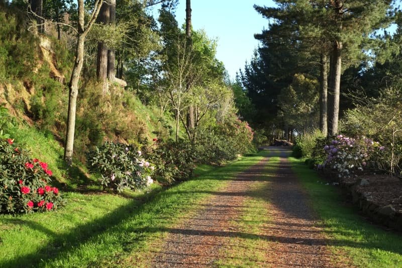 A pathway through the Waitakaruru Arboretum.