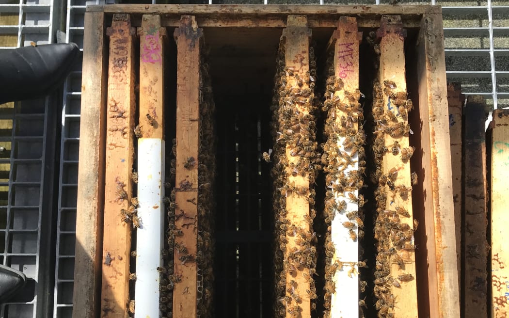 Top-down view of a beehive showing the square wooden frames and some honey bees.