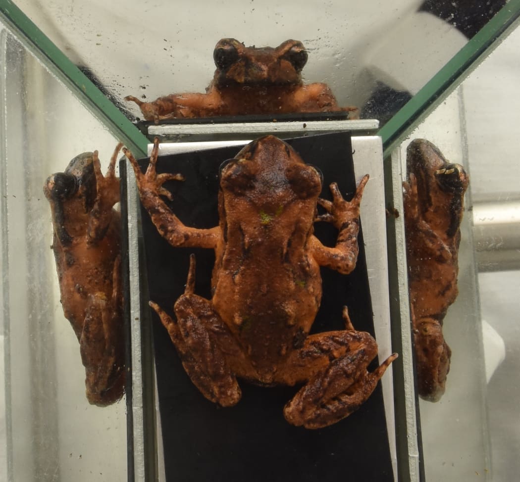 Frog surrounded by mirrors