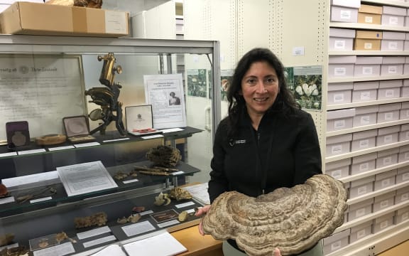 Mahajabeen Padamsee stands next to a glass case in the NZ Fungarium holding a large fungus. In the glass case there are fungi specimens, labels and an old microscope.