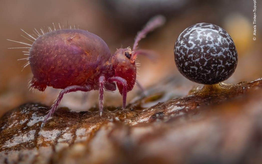 A tiny springtail and a slime mould are revealed after a log was carefully moved aside on a forest floor.