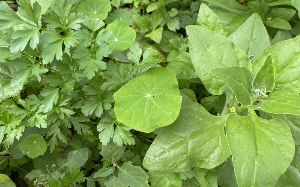 Kōkihi, nasturtium and flatleaf parsley in a 'forage garden'