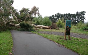 A large fallen tree blocked the popular Manawatū River walkway in Palmerston North.