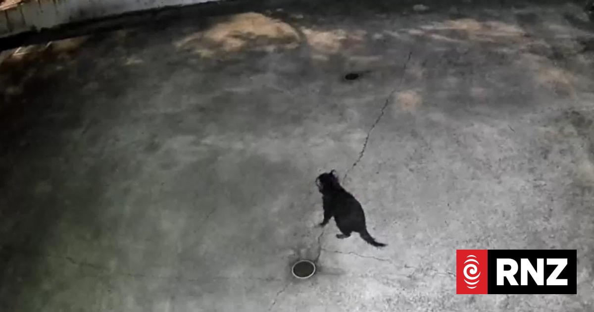 Runaway Gold Coast Tasmanian devil Mary recaptured after two-week ...