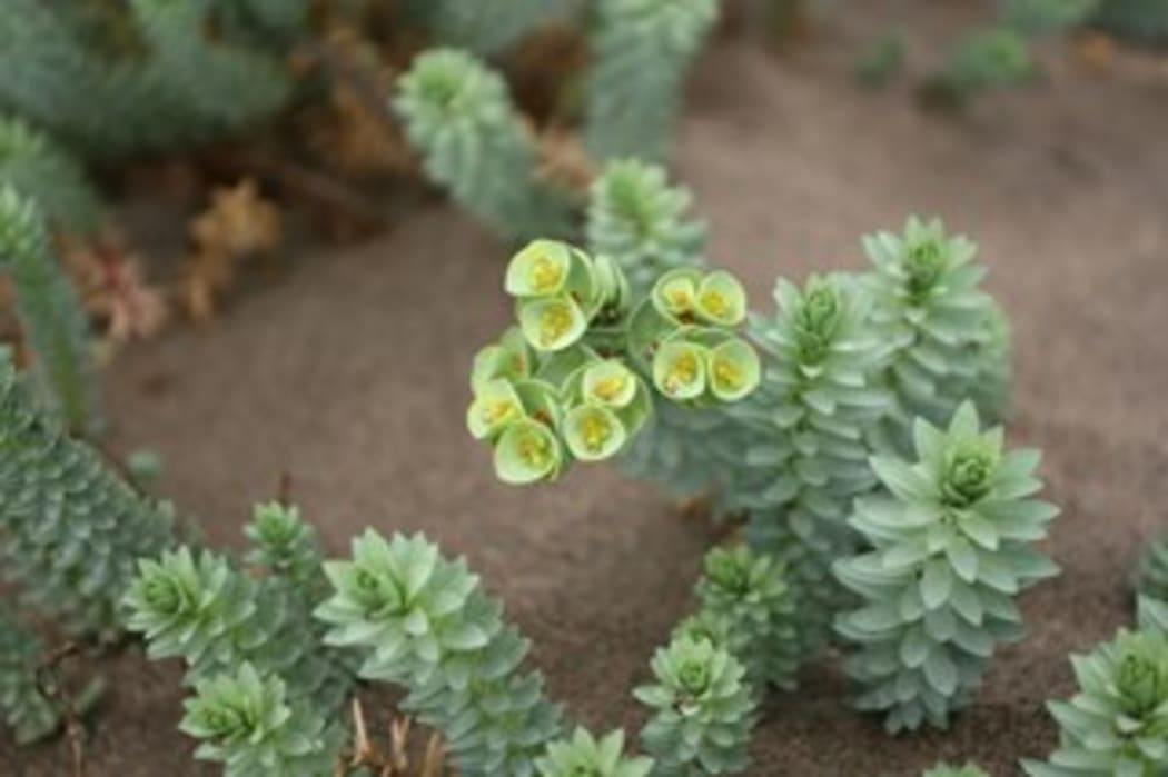Sea spurge has been found growing on the beach at Karamea north of Westport.