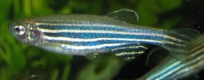 Zebrafish are commonly used as animal models for research as they develop quickly, and have transparent embryos.
