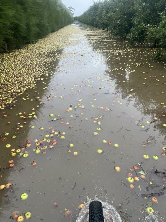 John Evan's orchard in Twyford, Hawke's Bay where it flooded.