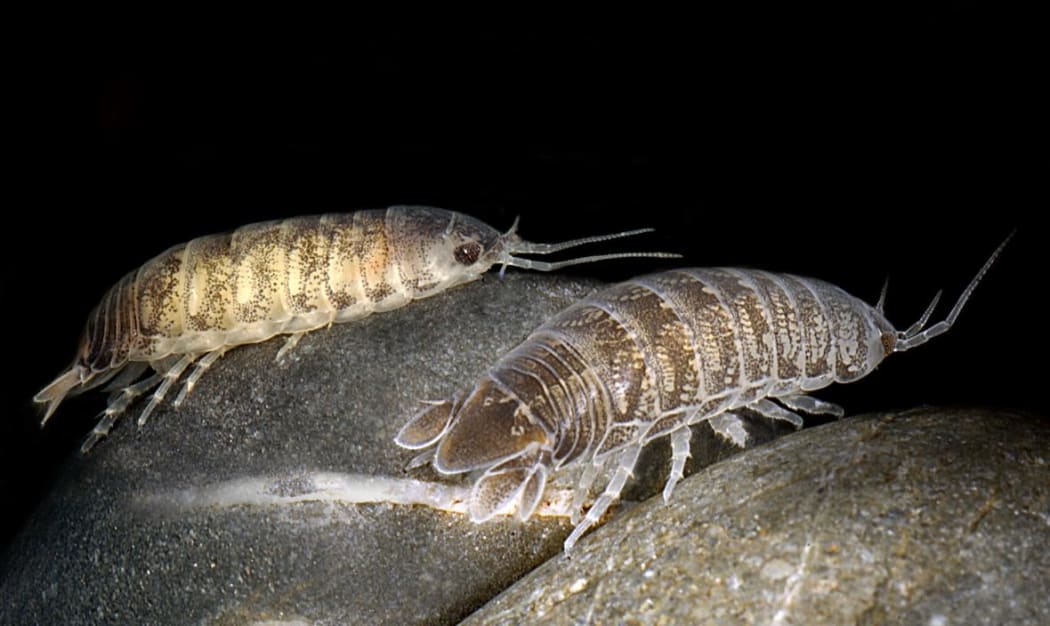 Cirolana (sea louse) found at Island Bay