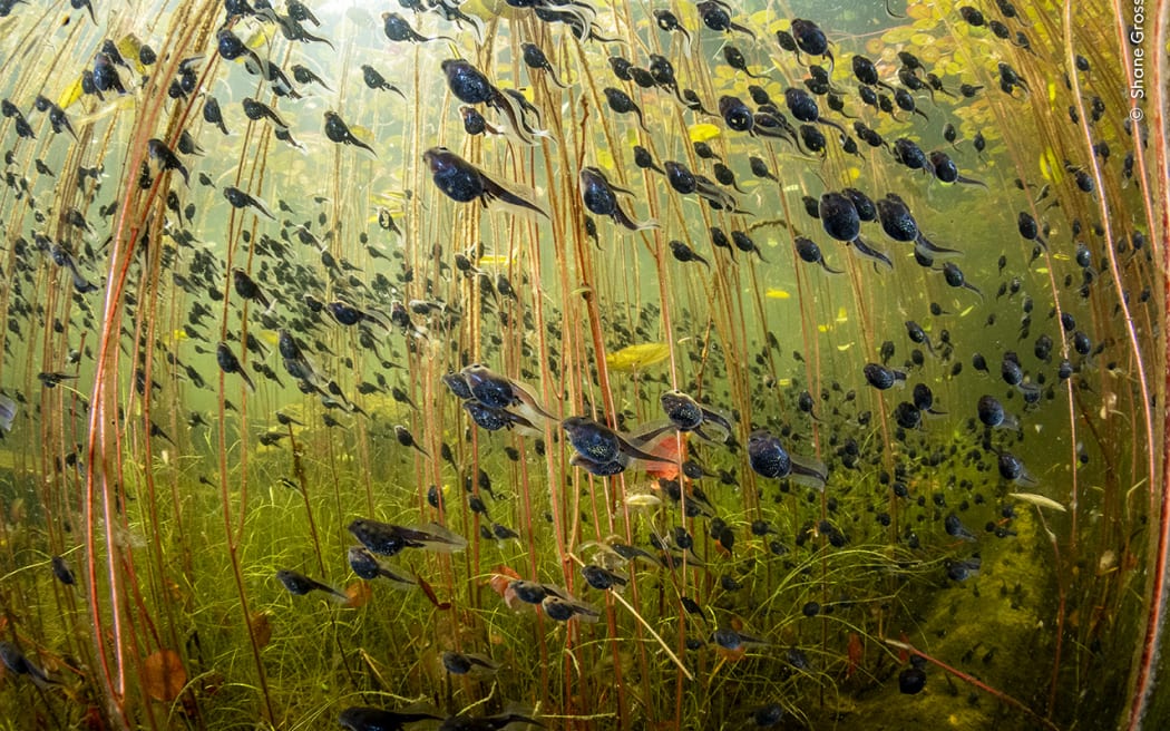 Western toad (Anaxyrus boreas) tadpoles among lily pads in a lake on Vancouver Island, British Columbia, Canada.