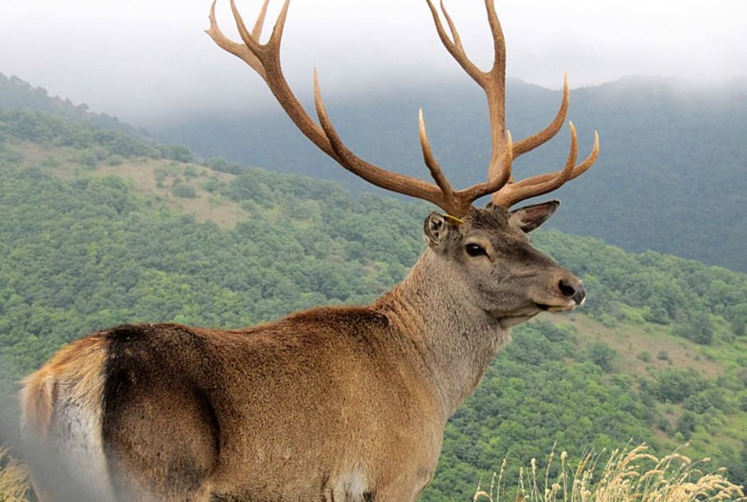 Maral Deer