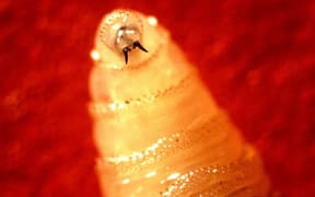 Screwworm larva. Tusklike mandibles protruding from the screwworm larva's mouth rasp the flesh of living warm-blooded animals. A wound may contain hundreds of such larvae.