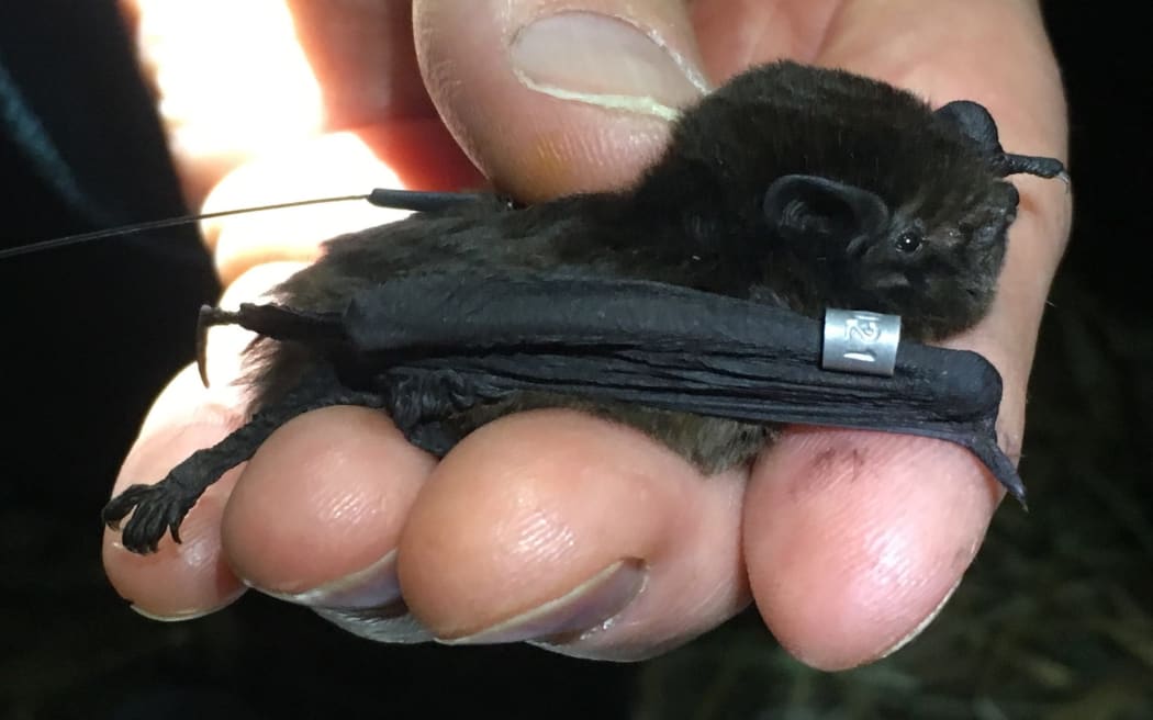 A long-tailed bat, being processed for the annual count in Te Hoiere/Pelorus.