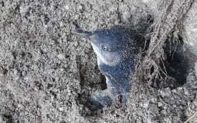 A little penguin was found when DOC staff cleared slip debris on the Abel Tasman coast track.